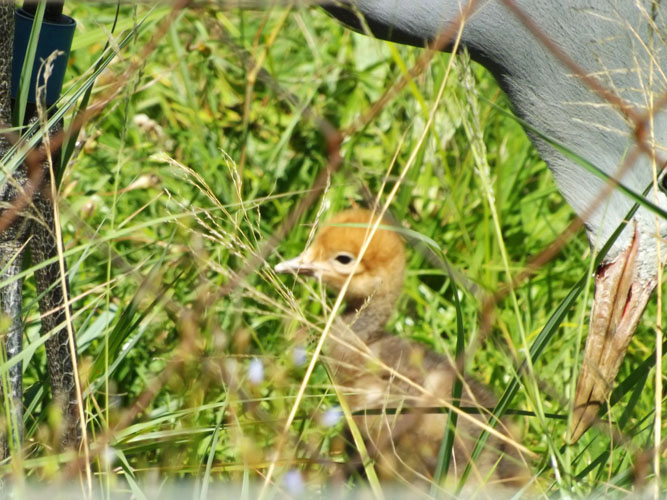 baby crane at the sanctuary