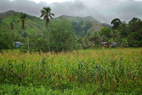 Sigatoka-022