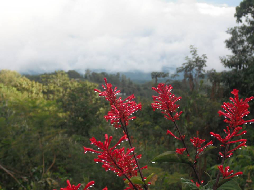 Close Up Scenery