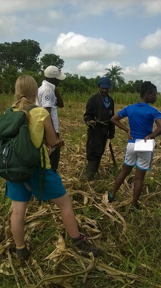 maize farm visit